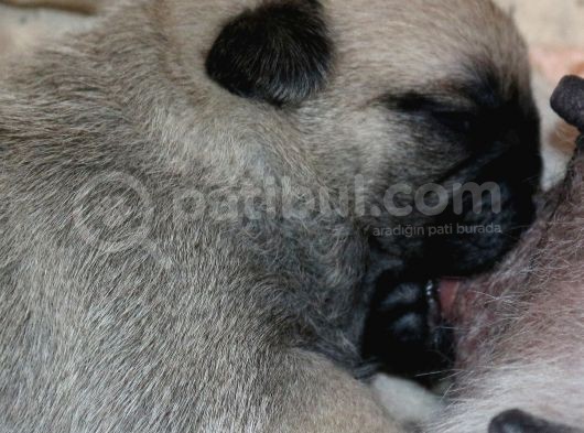 Pug Mops Bebekler görsel