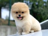 İrk Ve Saglik Garantili Pomeranian Boo Yavrularimiz