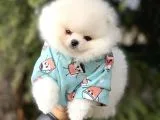 Yavru ve Yetiskin Safkan Pomeranian Boo