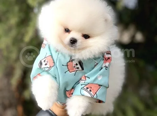 Yavru Ve Yetiskin Safkan Pomeranian Boo