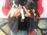 Fransız Bulldogs