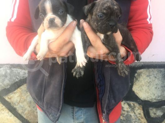 Fransız Bulldogs görsel