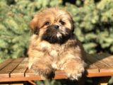 Shih -Poo Yavrumuz