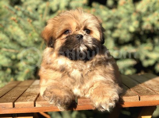 Shih -Poo Yavrumuz görsel