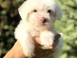 Özel Üretim Özel Maltıpoo Yavrular
