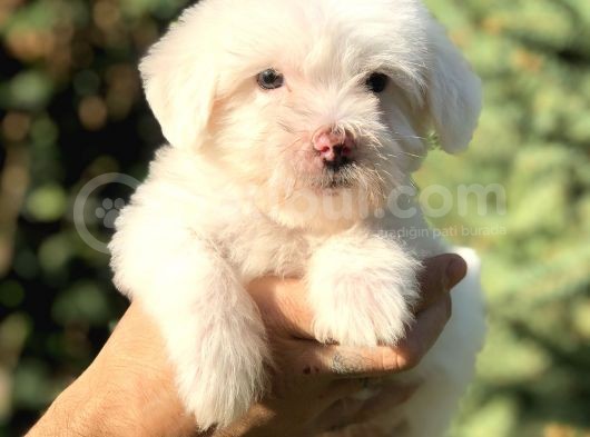 Özel Üretim Özel Maltıpoo Yavrular görsel