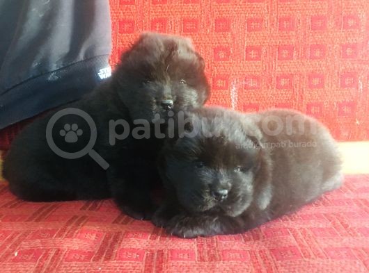 Şimsiyah Chow Chow Yavruları görsel