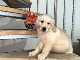 Baby Face Golden Retriever Yavrular Hazır
