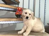 Baby Face Golden Retriever Yavrular Hazır