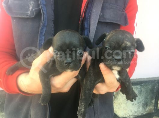 Fransız Bulldogs görsel