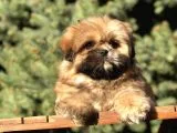 Shih -Poo Yavrumuz