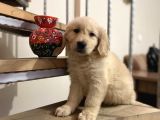 Baby Face Golden Retriever Yavrular Hazır