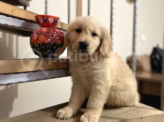 Baby Face Golden Retriever Yavrular Hazır görsel