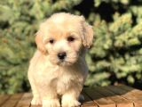 Dizayn Irk Maltipoo Yavrular
