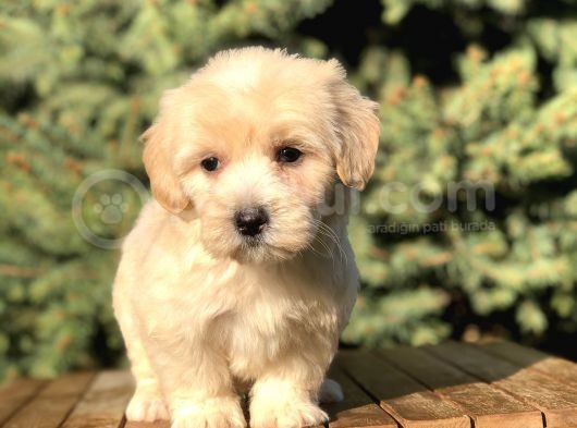 Dizayn Irk Maltipoo Yavrular görsel