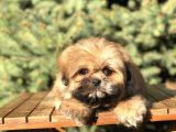 Shih -Poo Yavrumuz