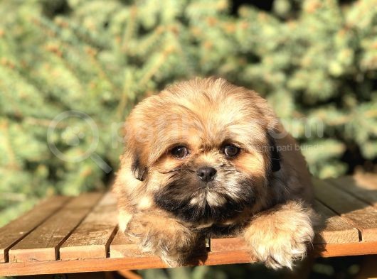 Shih -Poo Yavrumuz görsel