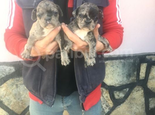 Fransız Bulldogs görsel