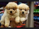 Üst Kalite Chow Chow Yavrular