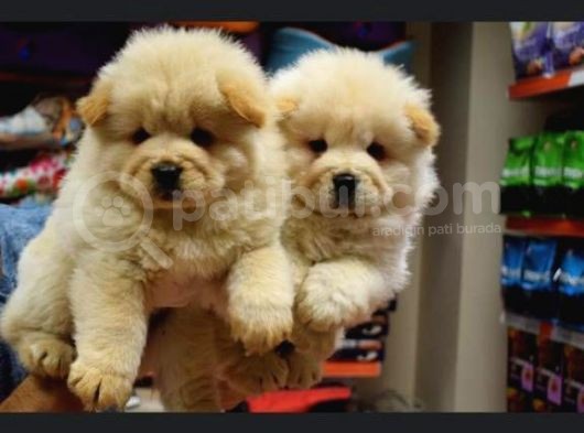 Üst Kalite Chow Chow Yavrular görsel