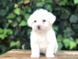 Özel Üretim Özel Maltıpoo Yavrular