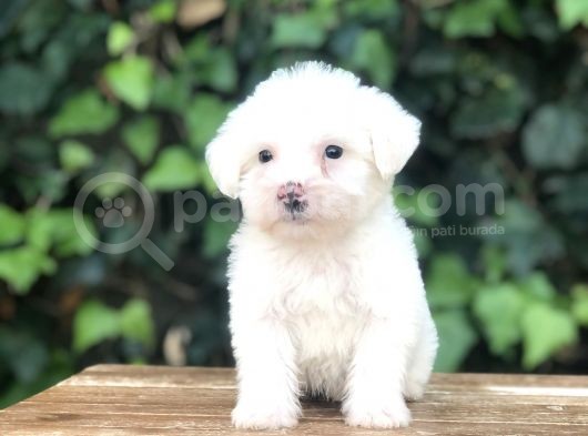 Özel Üretim Özel Maltıpoo Yavrular görsel