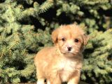 Birbirinden Güzel Maltıpoo Yavrular