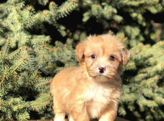 Birbirinden Güzel Maltıpoo Yavrular görsel