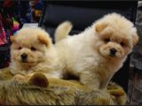 Üst Kalite Chow Chow Yavrular