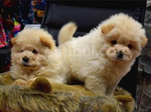 Üst Kalite Chow Chow Yavrular görsel