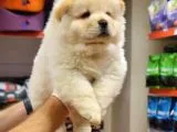 Üst Kalite Chow Chow Yavrular
