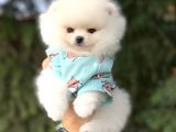 Yavru Ve Yetiskin Safkan Pomeranian Boo