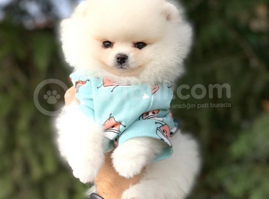 Yavru Ve Yetiskin Safkan Pomeranian Boo görsel