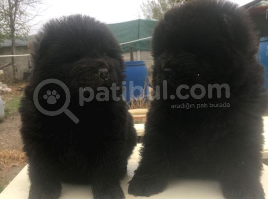 Şimsiyah Chow Chow Yavruları görsel