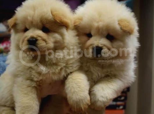 Üst Kalite Chow Chow Yavrular görsel