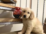 Baby Face Golden Retriever Yavrular Hazır