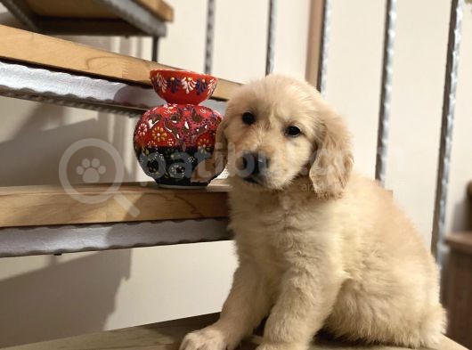 Baby Face Golden Retriever Yavrular Hazır görsel