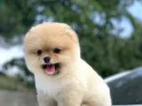 İrk ve Saglik Garantili Pomeranian Boo Yavrularimiz