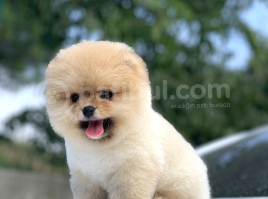 İrk Ve Saglik Garantili Pomeranian Boo Yavrularimiz görsel