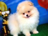 Pomeranian Boo