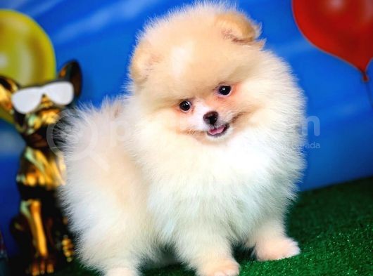 Pomeranian Boo görsel