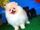 Pomeranian Boo