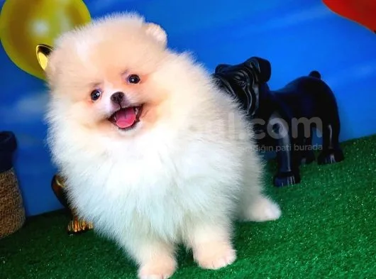 Pomeranian Boo
