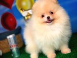 Pomeranian Boo