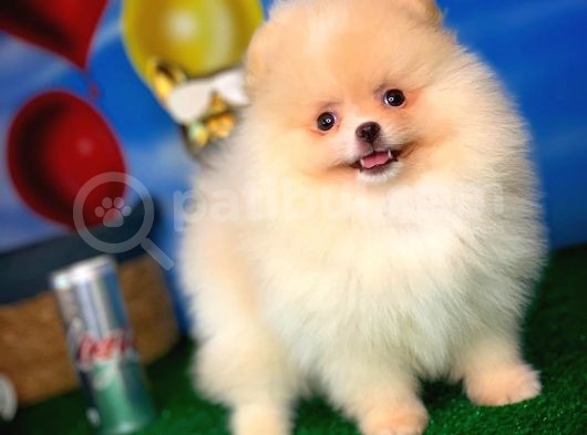 Pomeranian Boo görsel