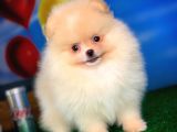 Pomeranian Boo