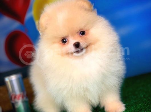Pomeranian Boo görsel