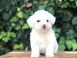 Özel Üretim Özel Maltıpoo Yavrular
