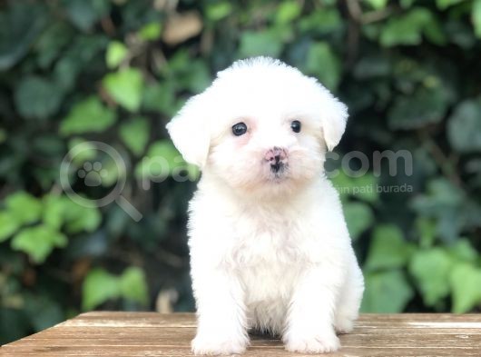 Özel Üretim Özel Maltıpoo Yavrular görsel