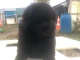 Şimsiyah Chow Chow Yavruları
